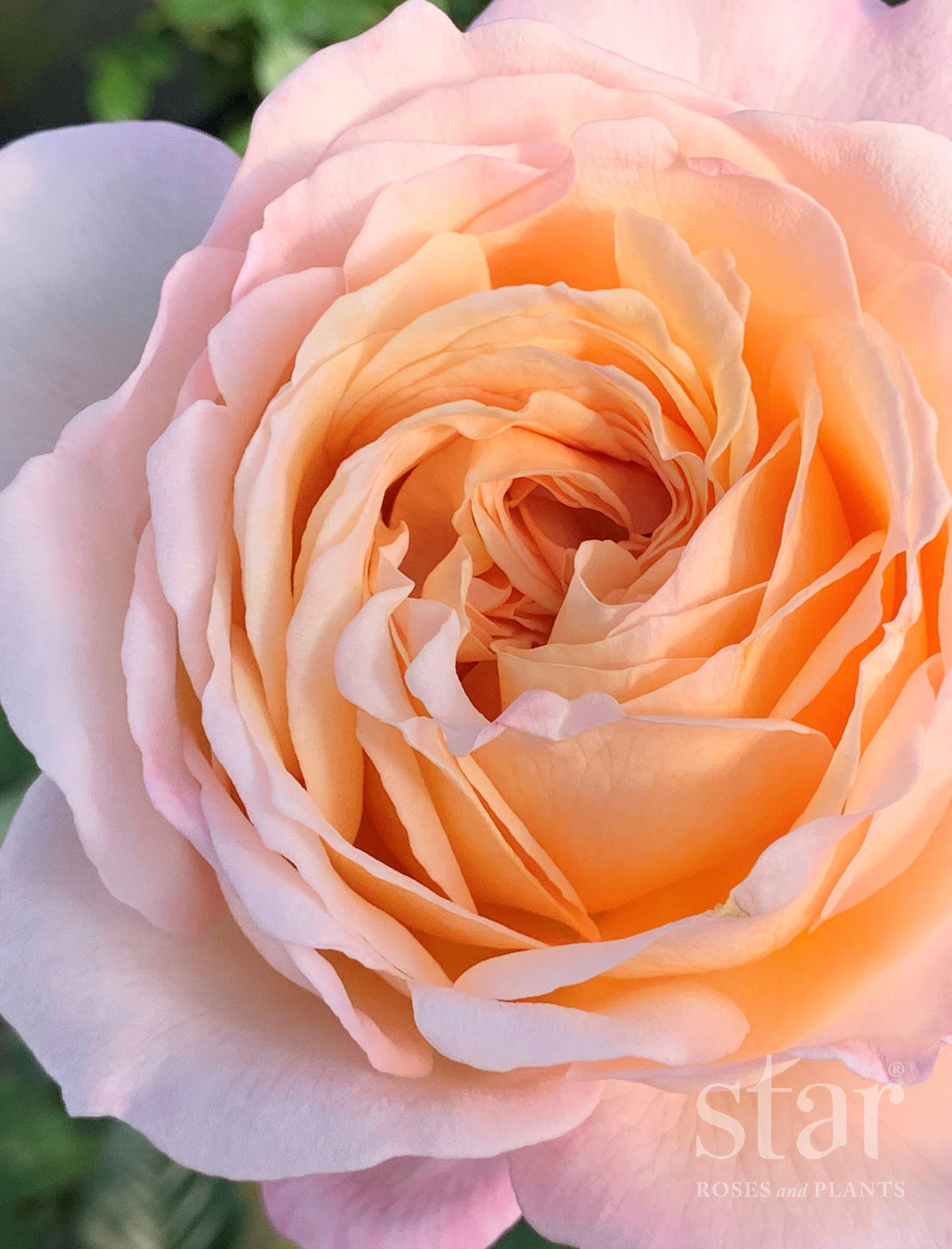Parfuma® Sunrise