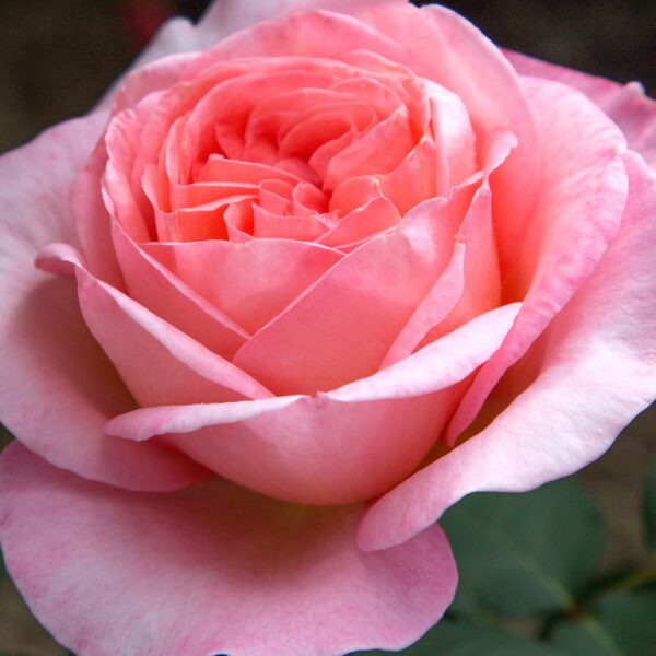Sweet Mademoiselle