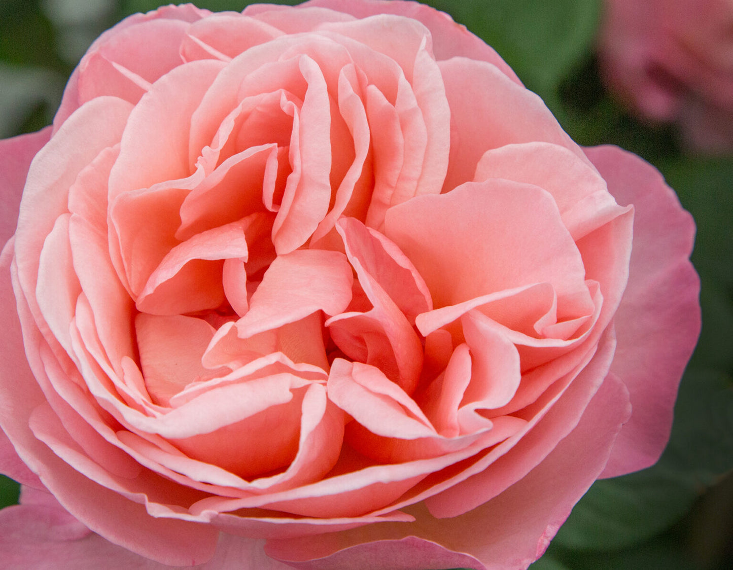 Sweet Mademoiselle