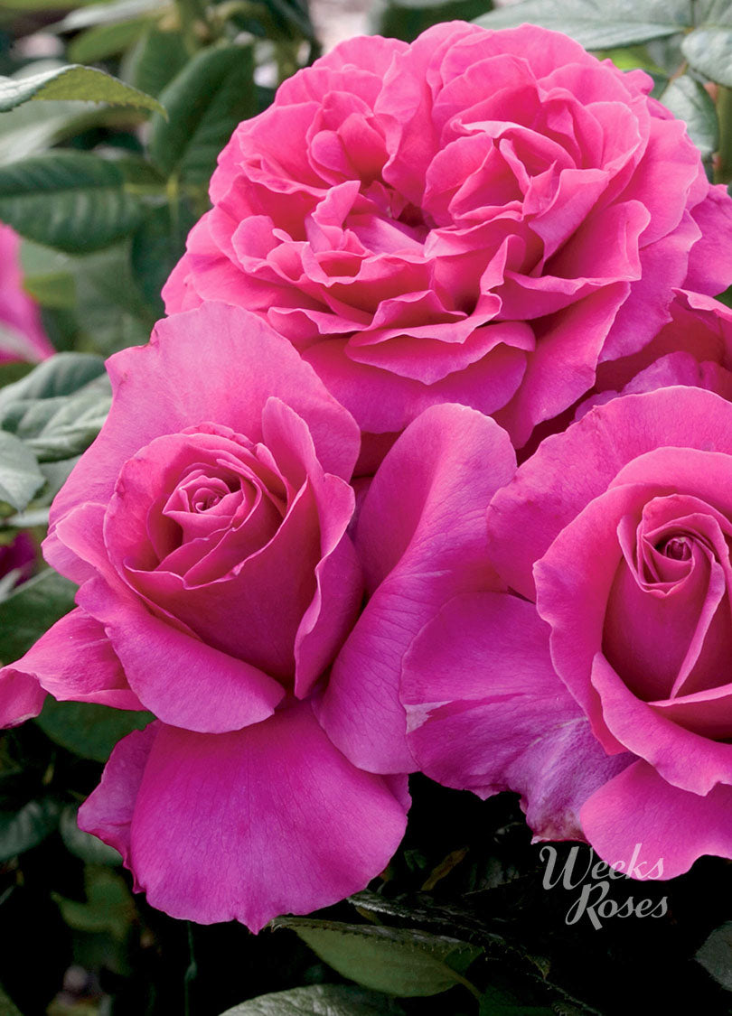 Pretty Lady Rose