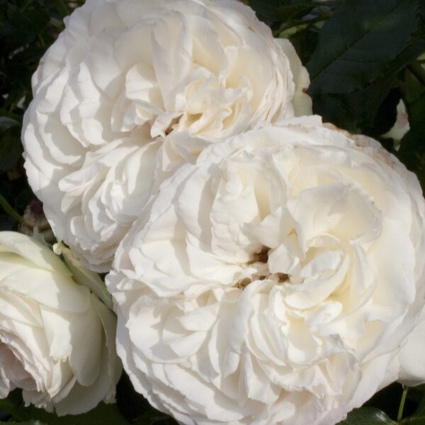 Eden Climber® White