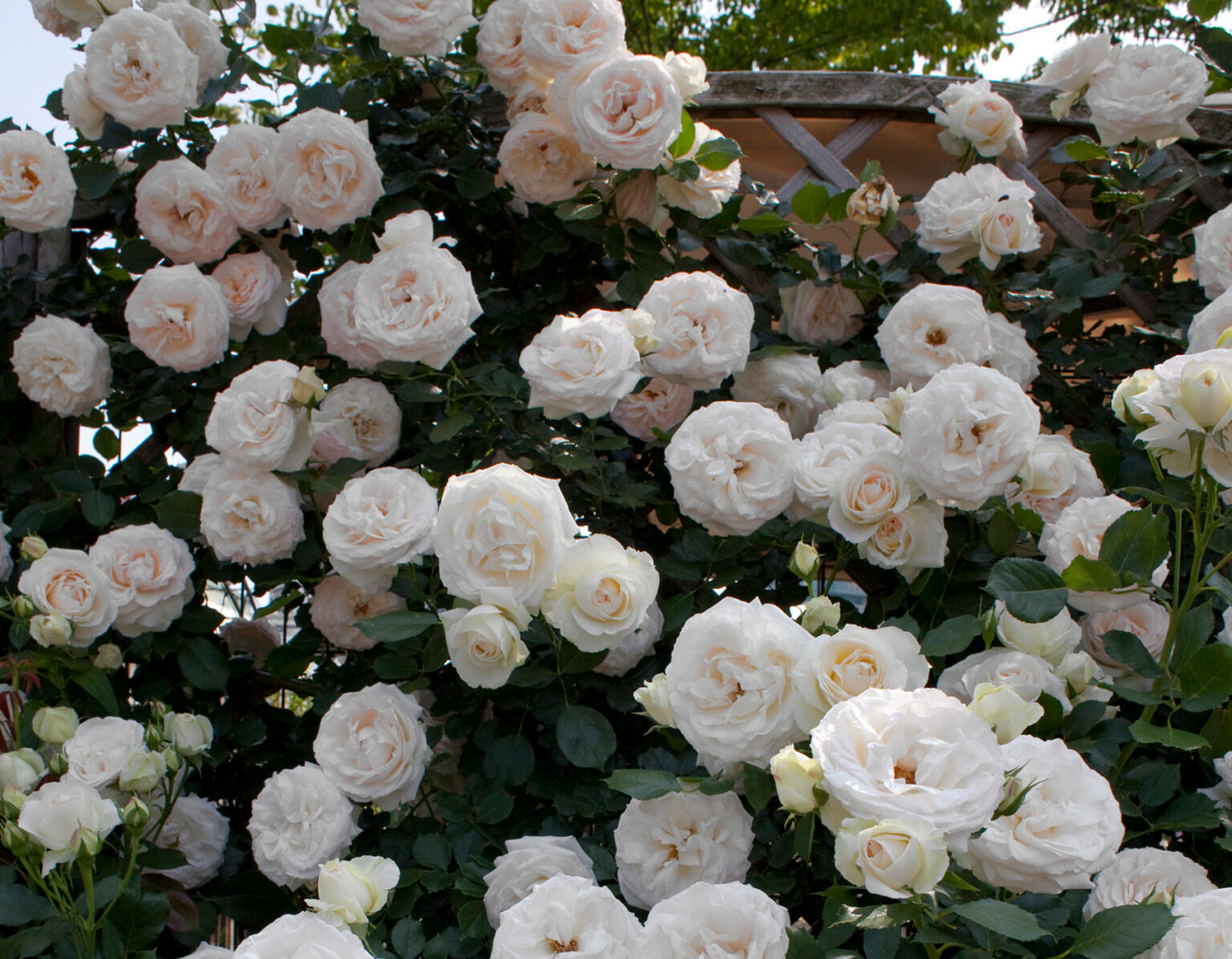 Eden Climber® White