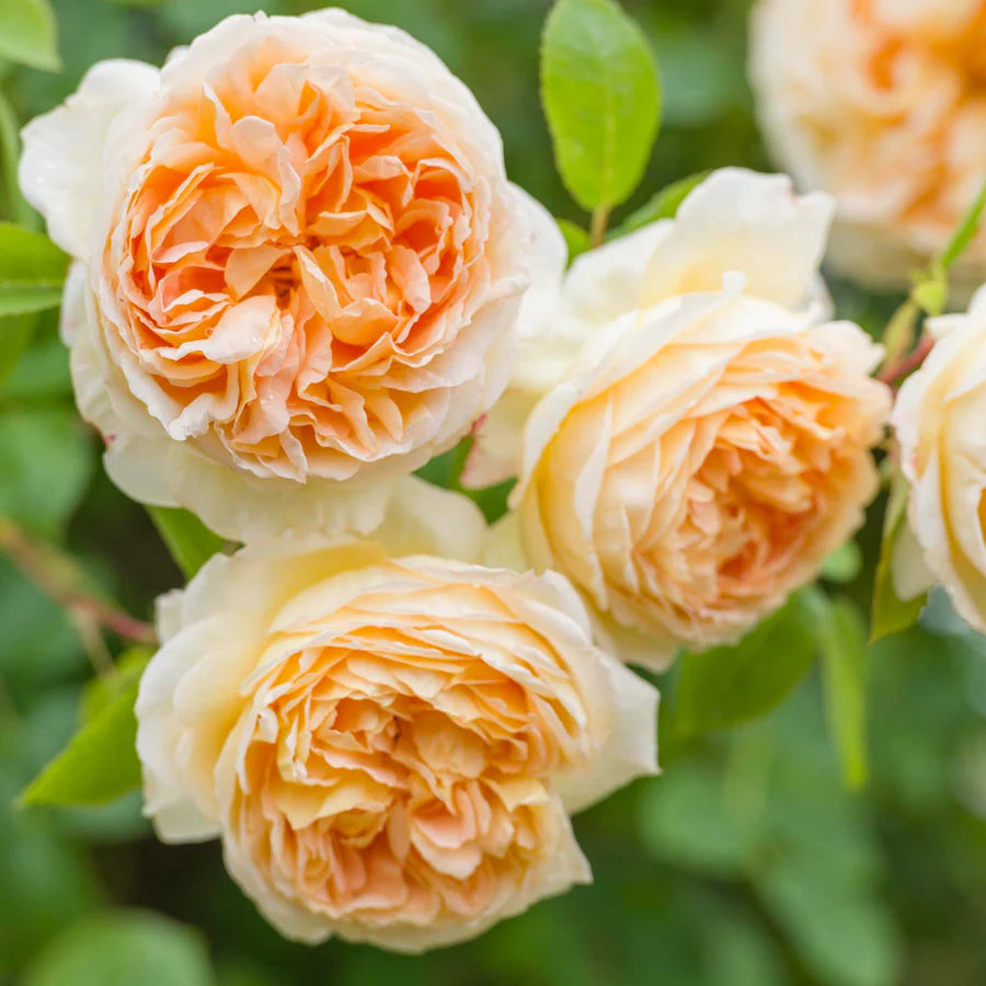 Bathsheba - David Austin Climbing Rose