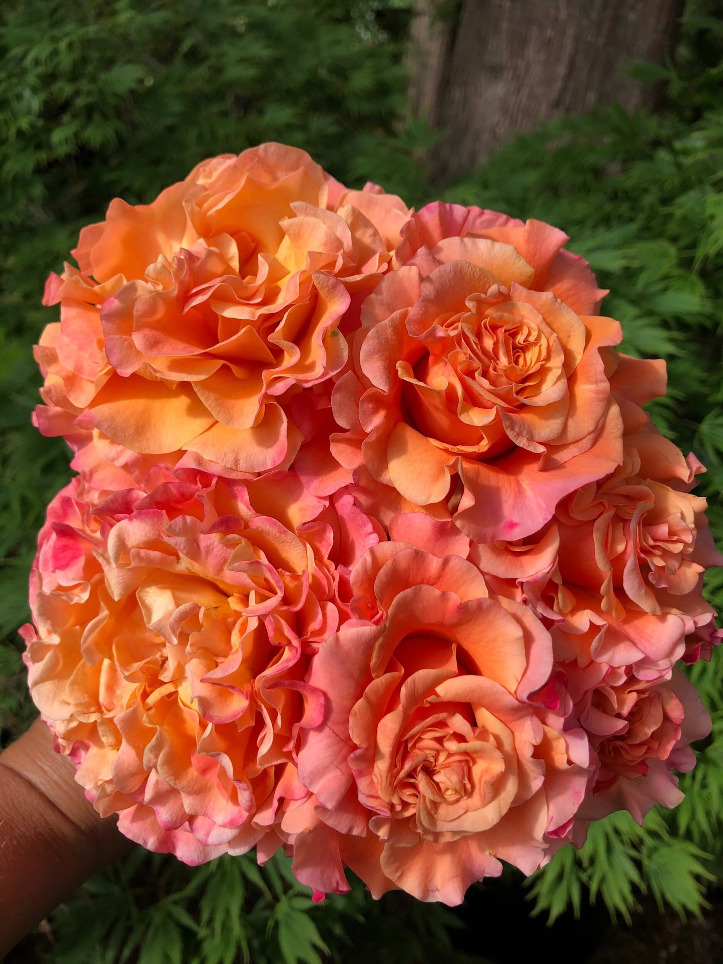 Double Ambre
