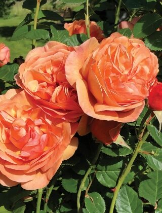 Double Ambre