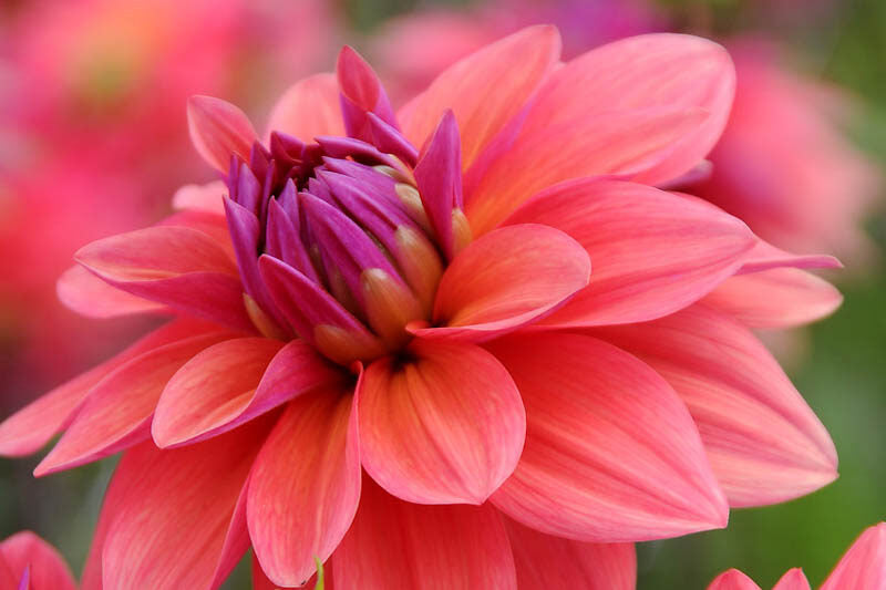 American Dawn - Dahlia