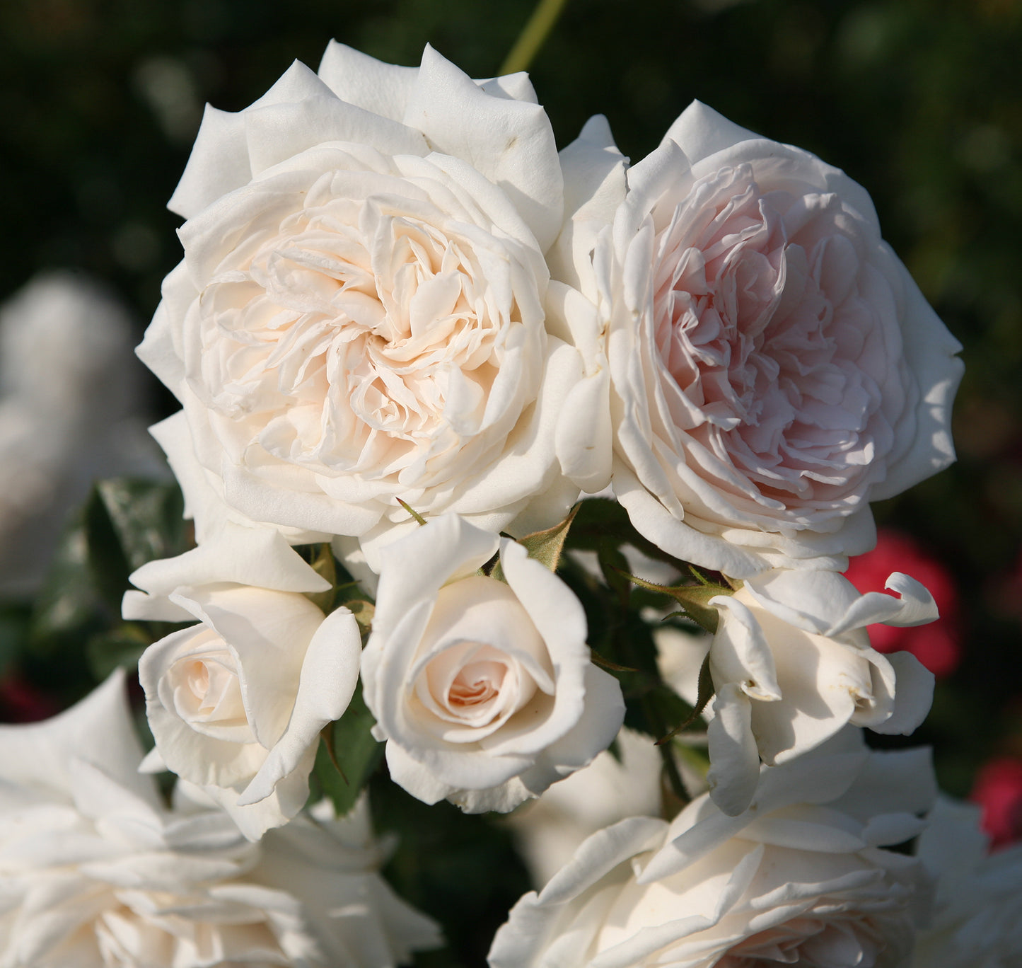 Honeymoon Arborose - Climbing rose