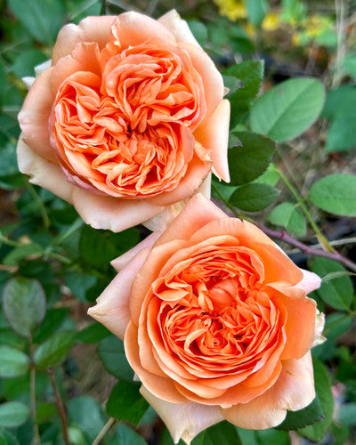 Double Ambre