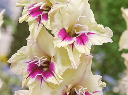 Spring Bulbs