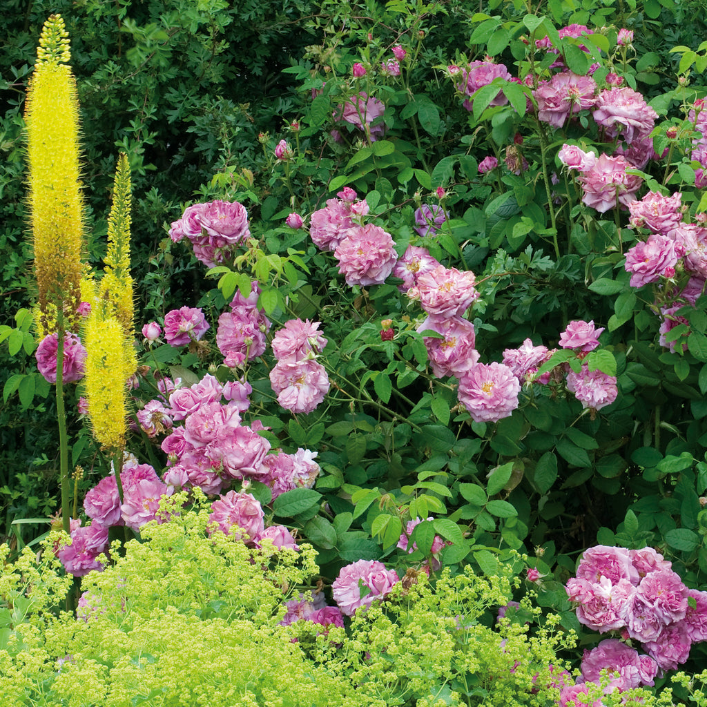 Ispahan (Pompon des Princes)