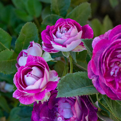 Weeks roses online Canada