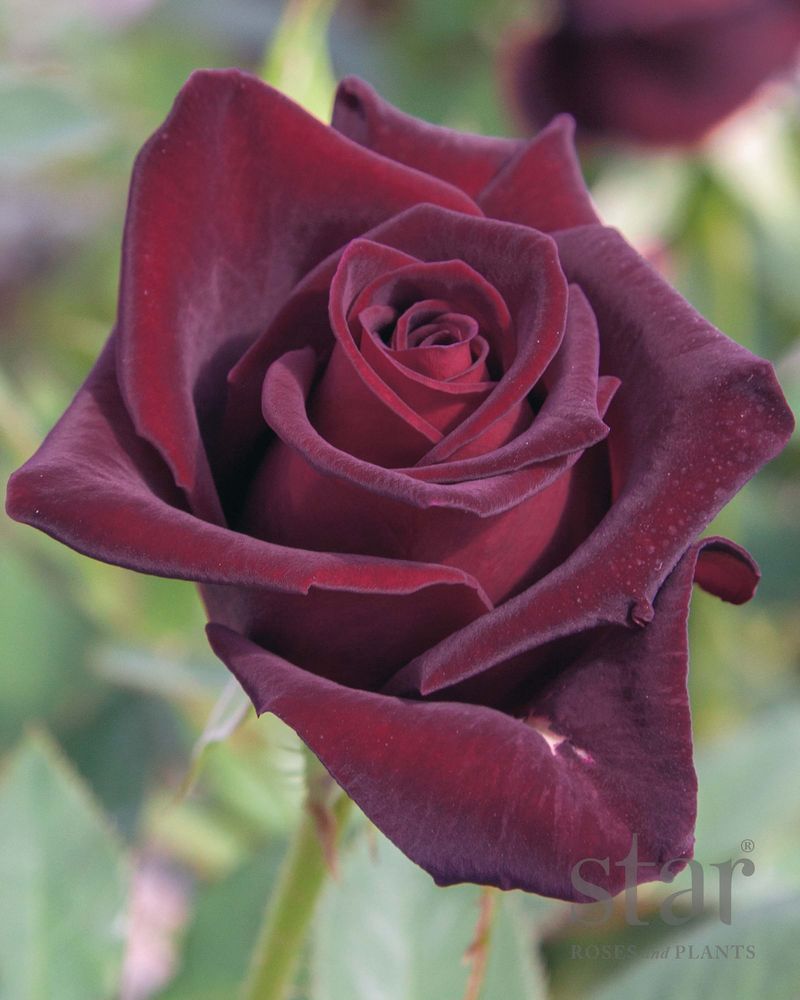 Black Baccara