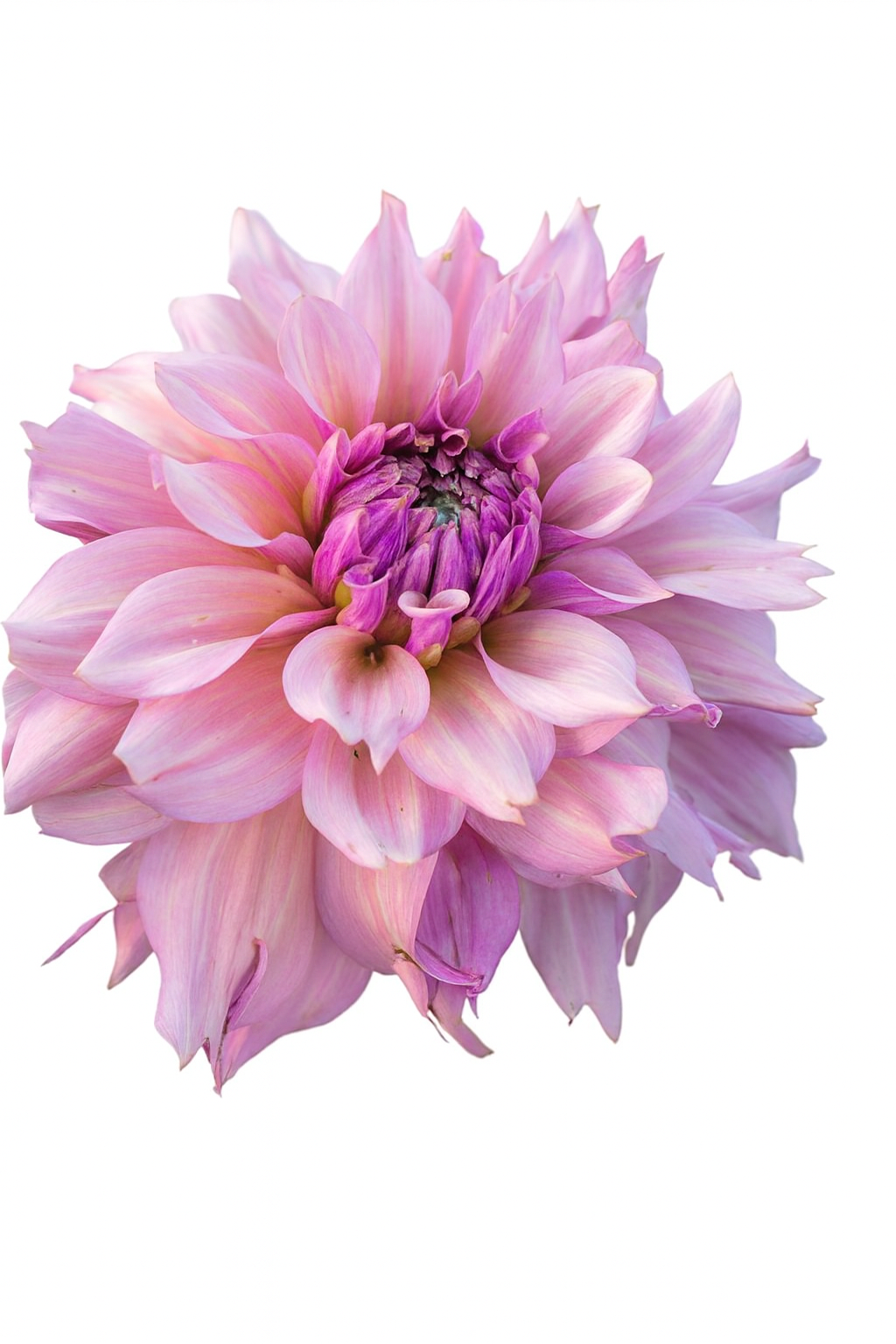 La Belle Epoque - Dahlia