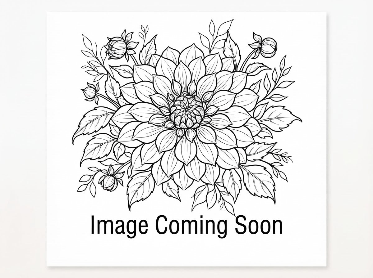 Titan Ballerina - Dinnerplate Dahlia
