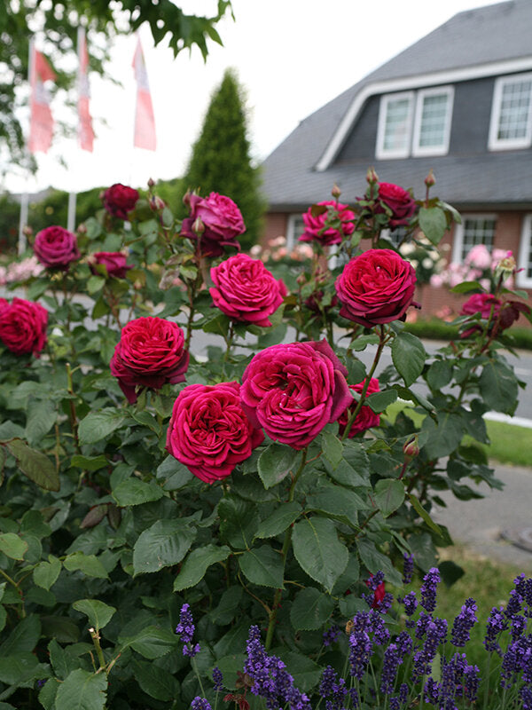 Kordes roses Canada