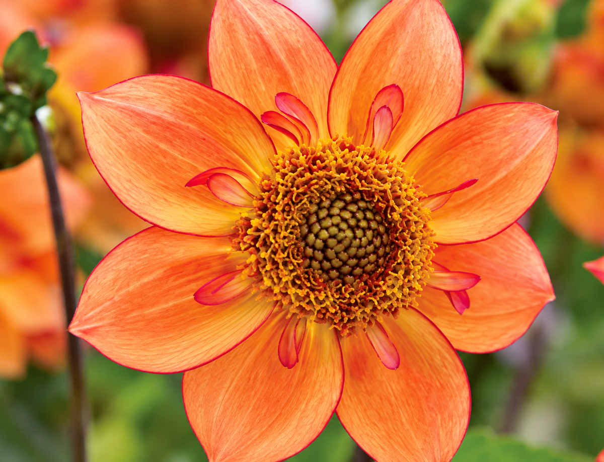 Frank's Favourite - Dahlia