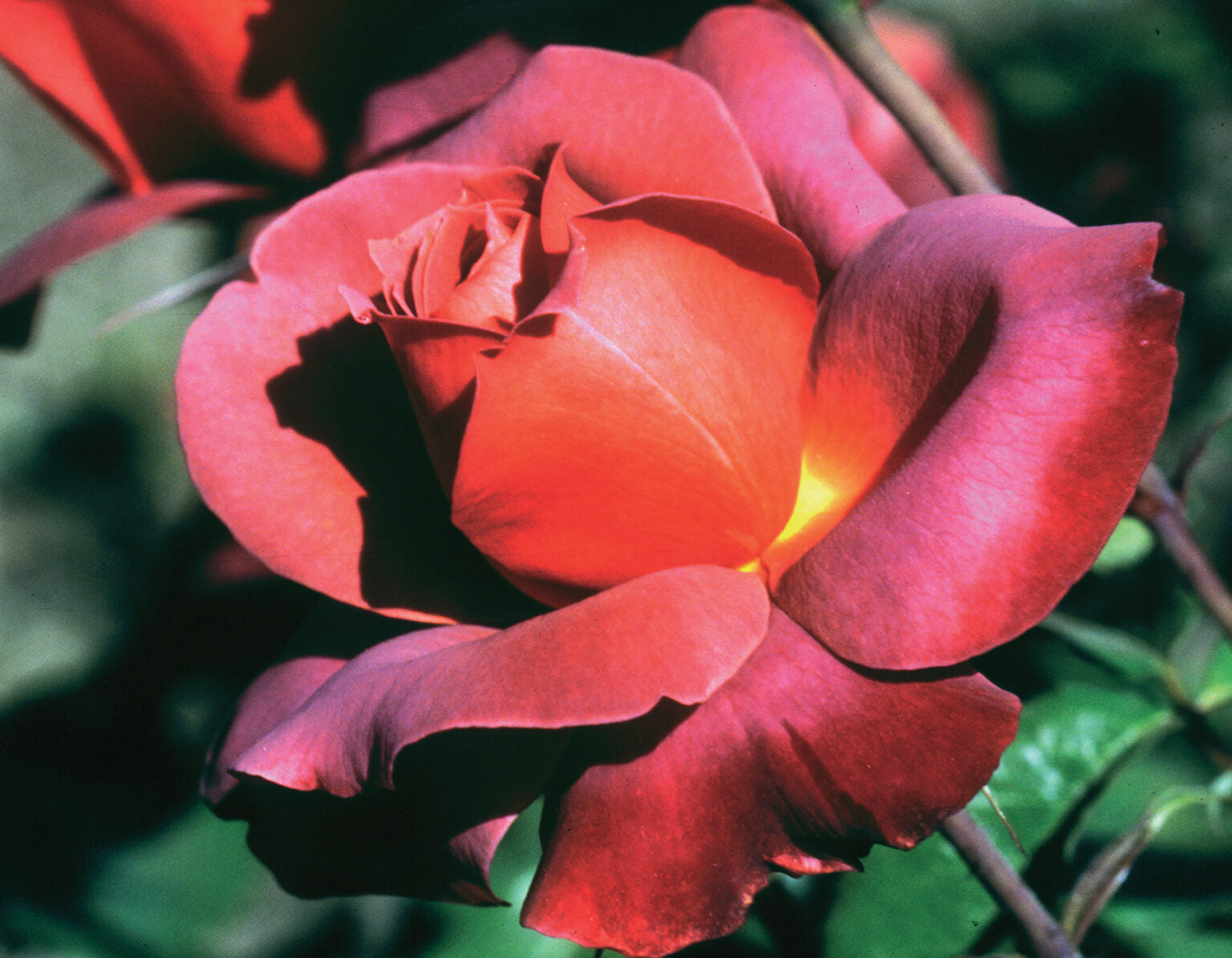 Weekly Roses Shop Weeks roses at Pretty Petals | Pretty Petals