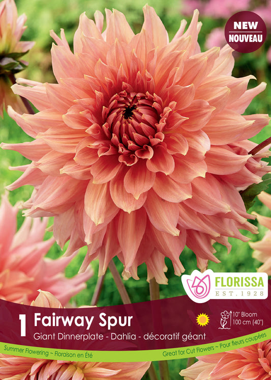 Fairway Spur - Dahlia