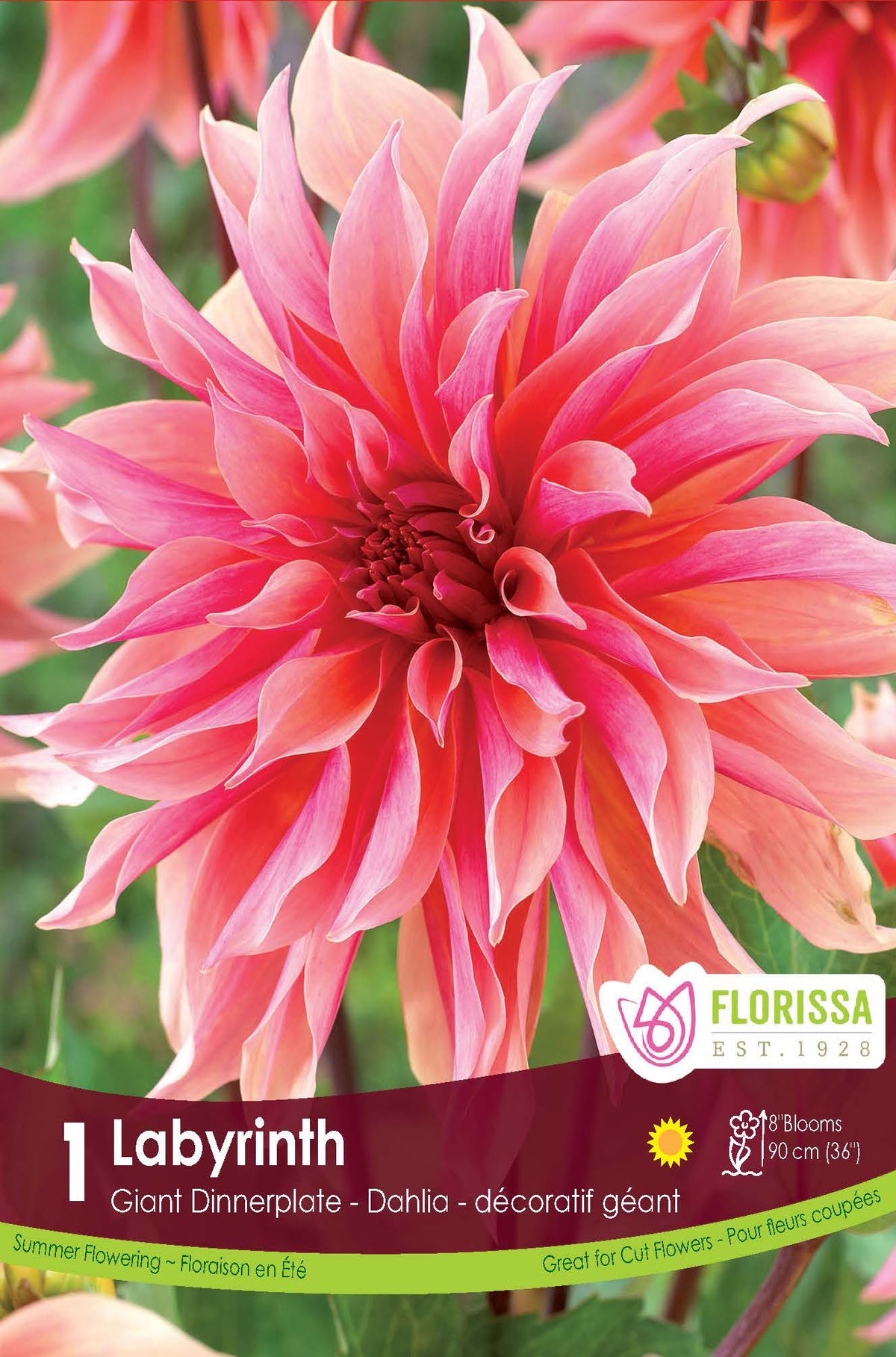 Labyrinth - Dahlia