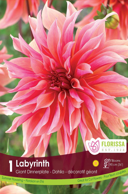Labyrinth - Dahlia