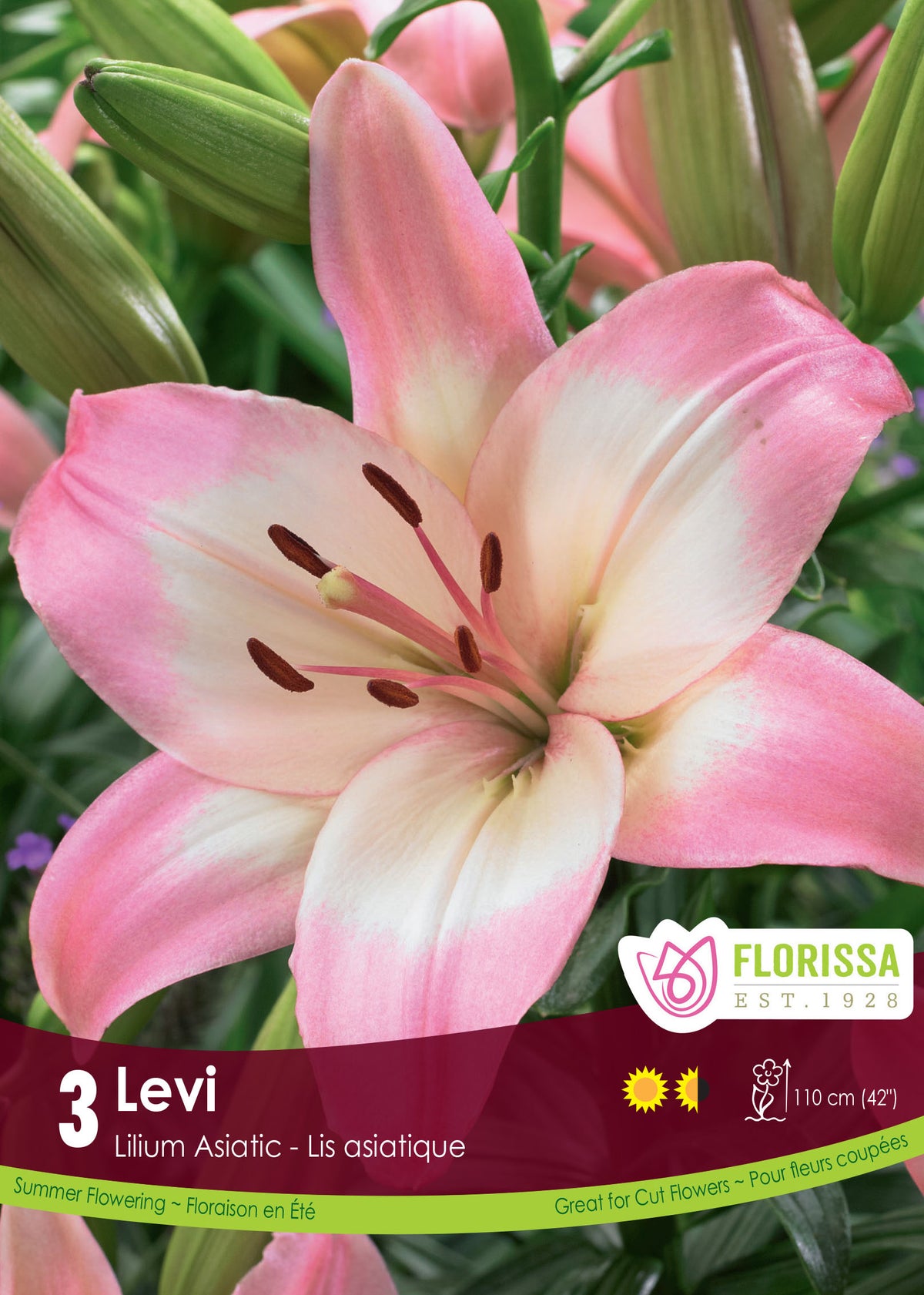 Lily Asiatic - Levi
