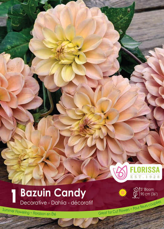 Bazuin Candy - Dahlia