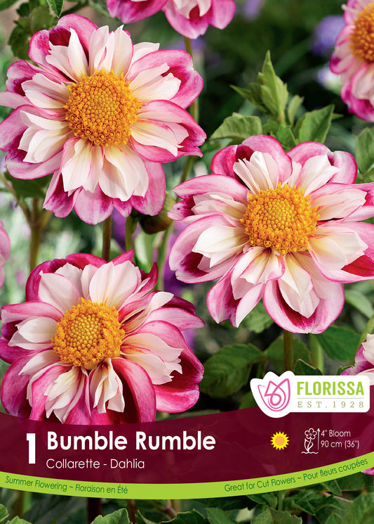 Bumble Rumble - Dahlia