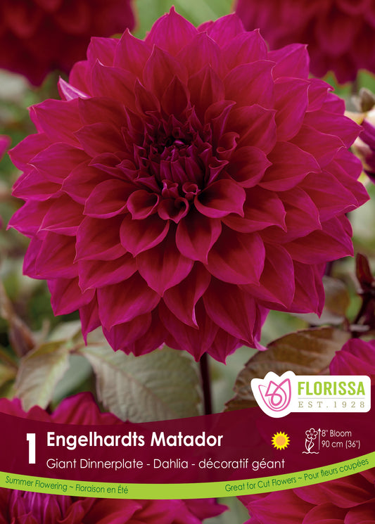 Engelhardt's Matador - Dinnerplate Dahlia