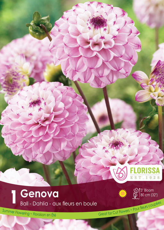 Ball Genova - Dahlia