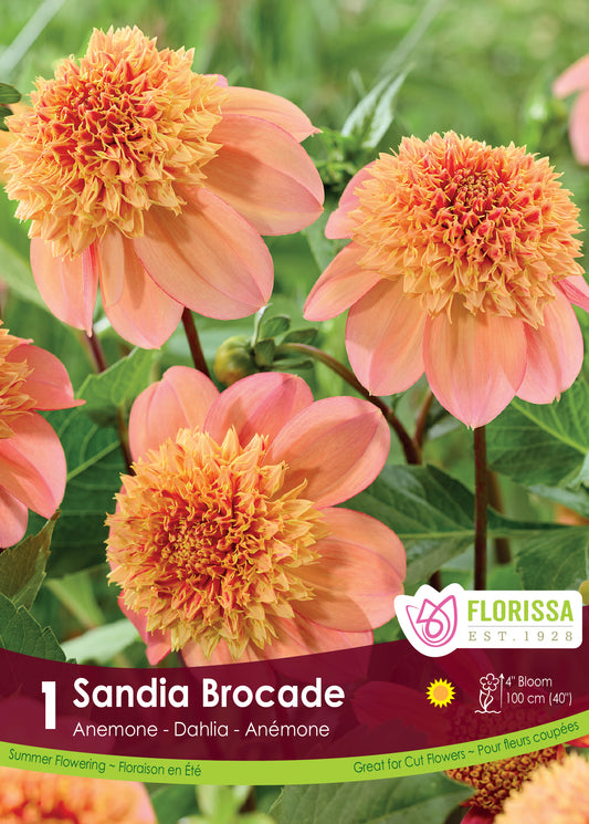 Anemone Sandia Brocade - Dahlia