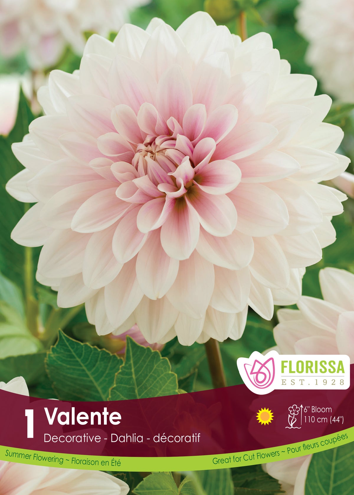 Valente - Decorative Dahlia
