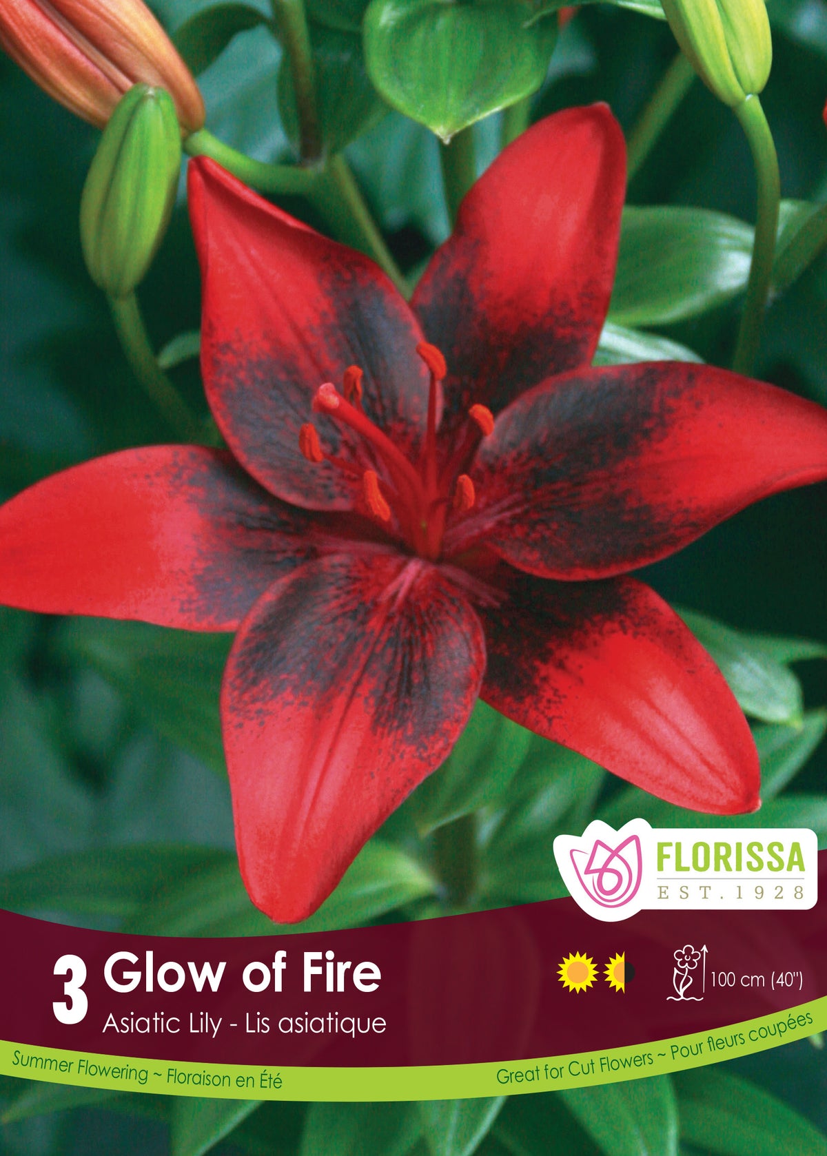 Lily Asiatic - Glow of Fire