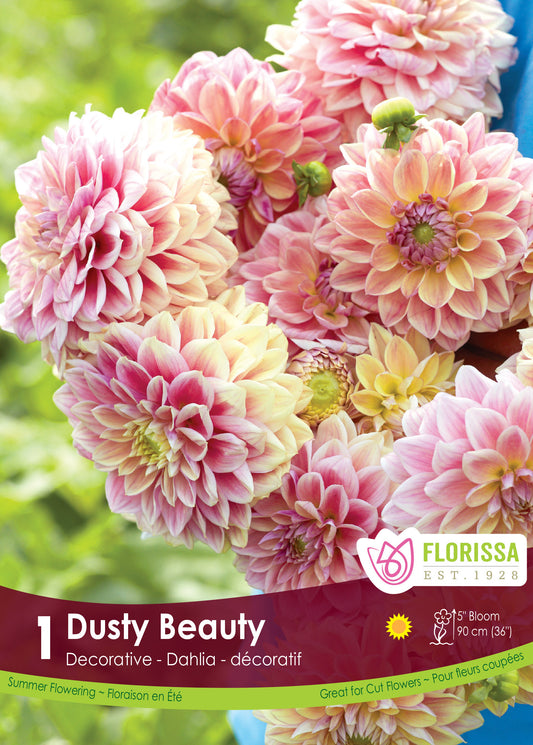 Dusty Beauty - Dahlia