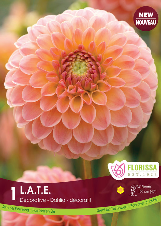 L.A.T.E - Dahlia
