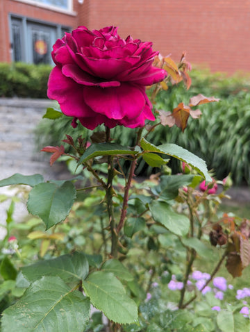 Shop David Austin Roses at Pretty Petals | Pretty Petals
