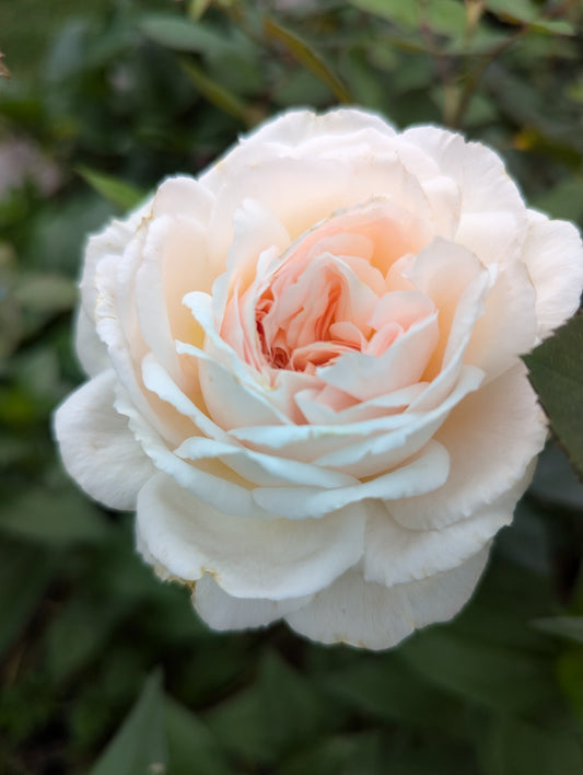 Bliss Parfuma