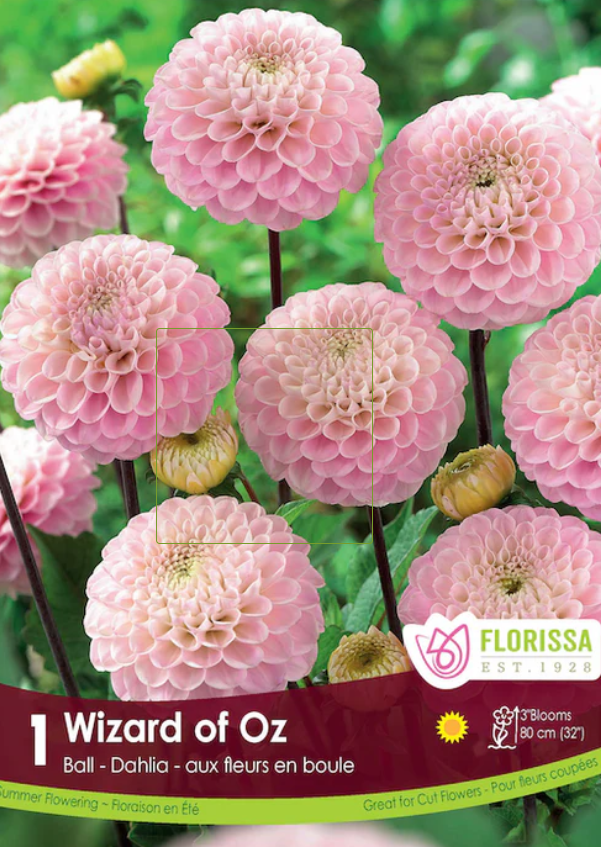 Wizard of Oz - Pompom Dahlia