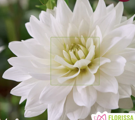 Waterlily Karma Maarten Zwaan - Dahlia