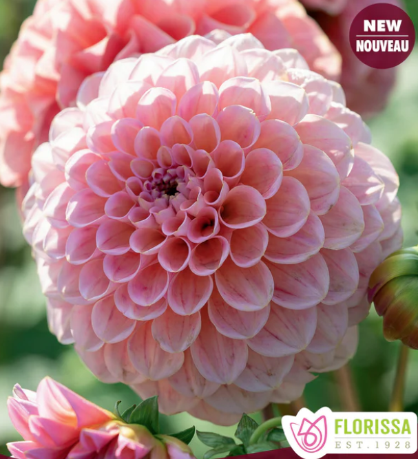 Linda's Baby - Dahlia