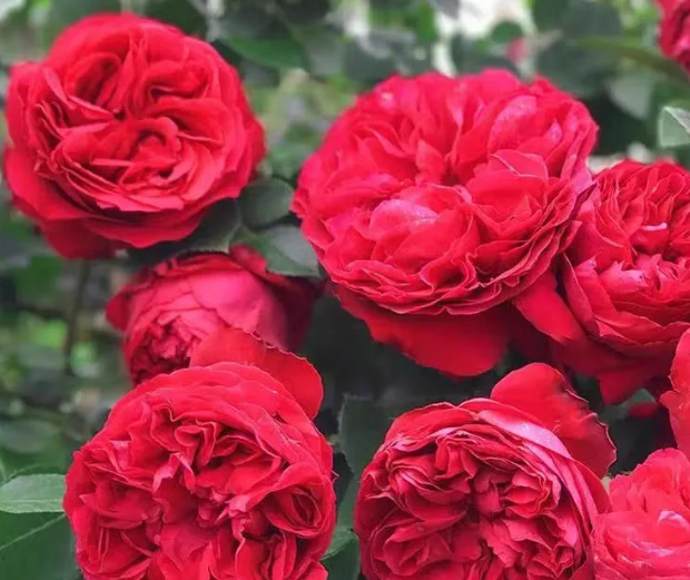 Eden Climber® Red (Red Eden)