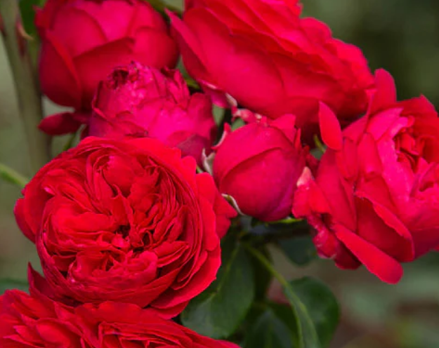 Eden Climber® Red (Red Eden)