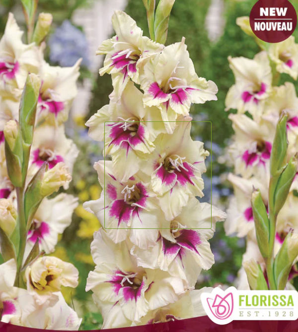 Amber Mystique - Gladiolus