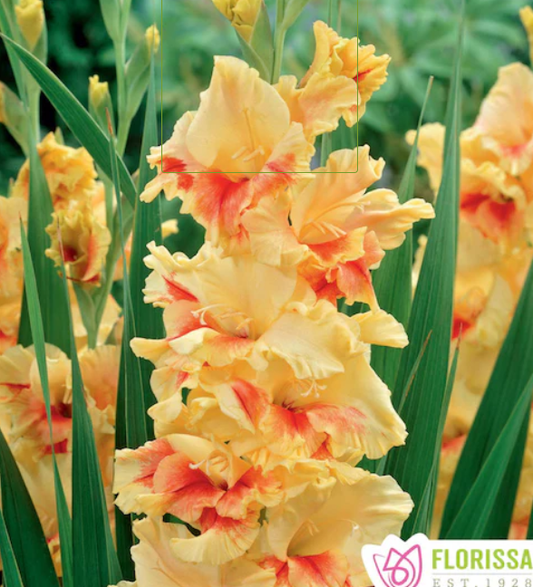 Jester - Gladiolus