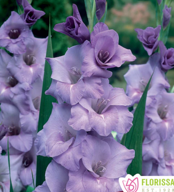 Blue Tropic - Gladiolus