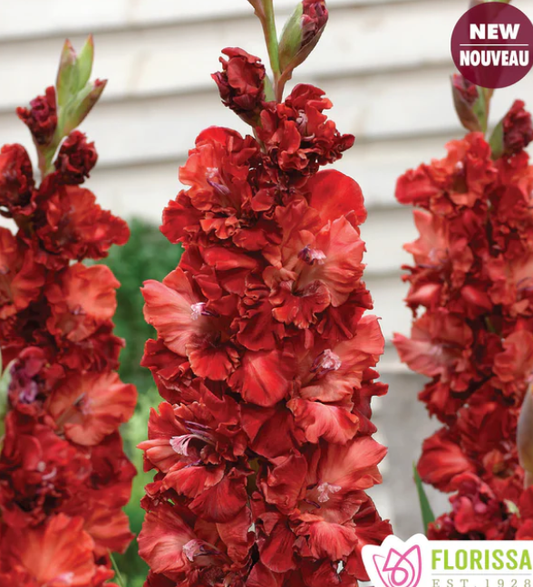 Cherry Cola - Gladiolus