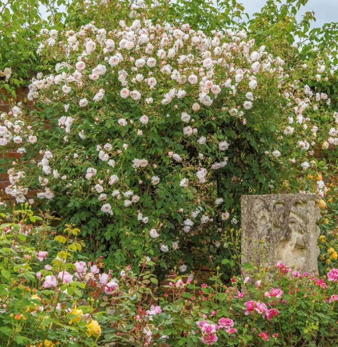 The Albrighton Rambler - David Austin Rose