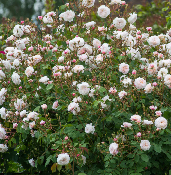 The Albrighton Rambler - David Austin Rose