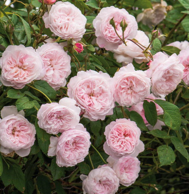 The Albrighton Rambler - David Austin Rose