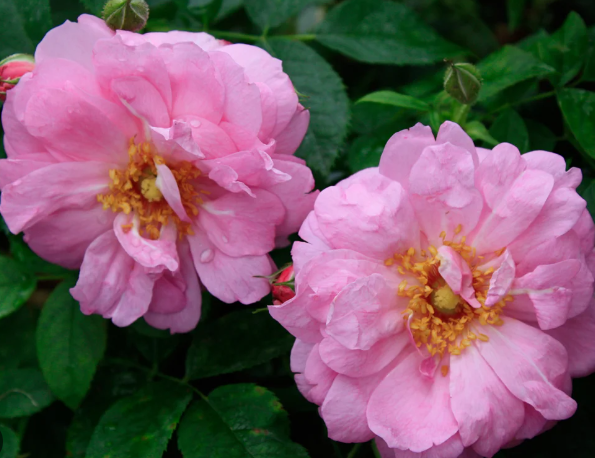 Cap Diamant - Hardy Canadian Rose