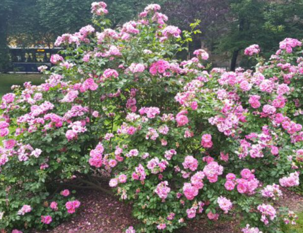Cap Diamant - Hardy Canadian Rose